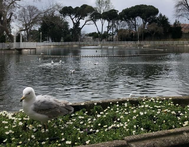 История, как в сказке: тур в атмосфере лебединой магии