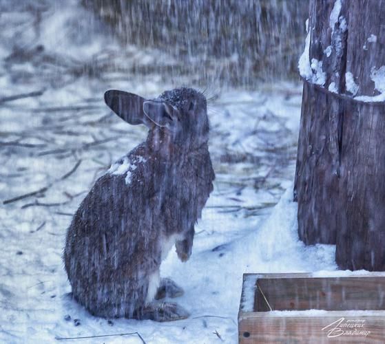 Автобус| Новогодние чудеса на берегу Сысолы и Вятки из Твери