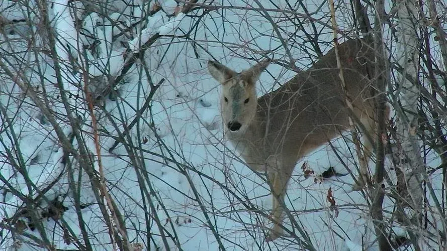 ЗИМНИЙ ТУР В КРАСНОЯРСК