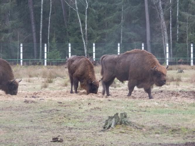 Путешествие в средневековье (промо)