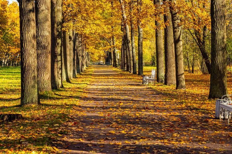 Северная столица 7 дней